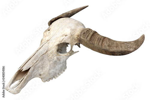 Head skull buffalo carabao isolated on white