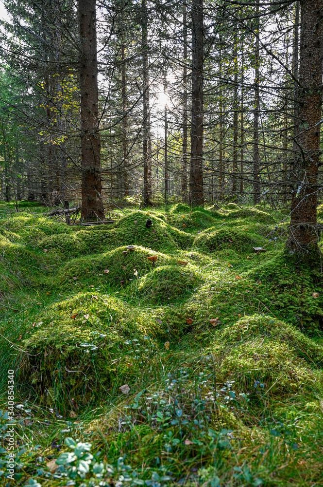 backlight trhough forest with beutiful green moss backlight trhough forest with beutiful green moss
