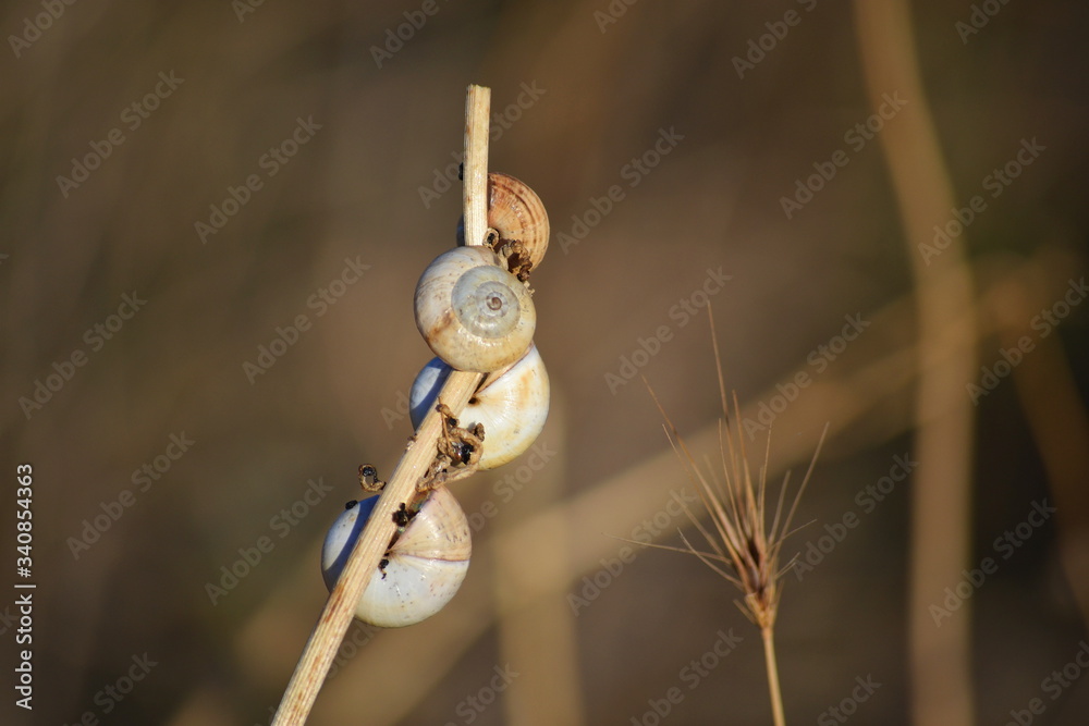 Some snails placed in a brunch Some snails placed in a brunch