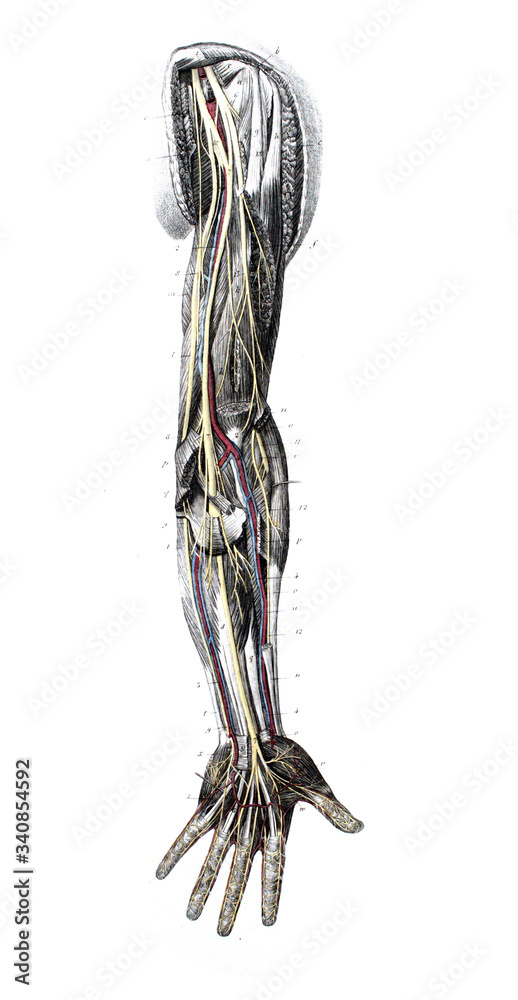 The circulatory system of the arms of a man in the old book The Atlas of Human Anatomy, by K.E. Bock, 1875, St. Petersburg The circulatory system of the arms of a man in the old book The Atlas of Human Anatomy, by K.E. Bock, 1875, St. Petersburg
