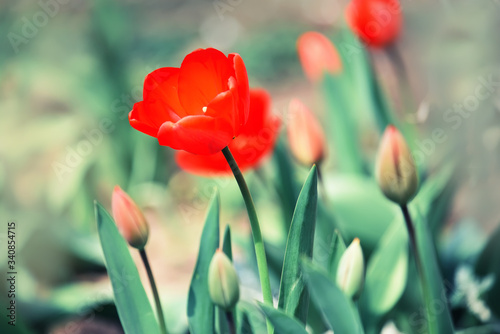 Red flowers tulips in a spring garden