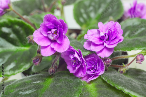 Violets