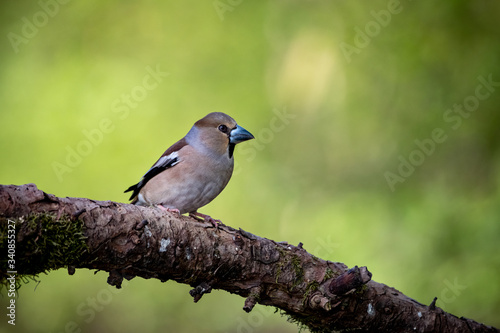 Kernbeisser im frischen Frühlingsgrün - Coccothraustes coccothraustes