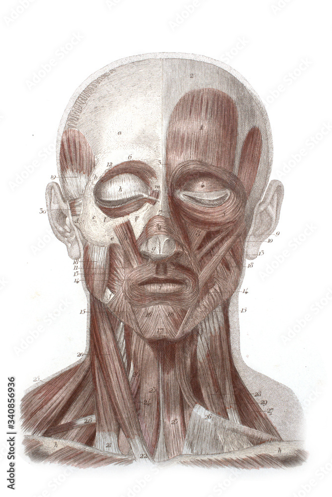 The muscles of the head with the neck in the old book The Atlas of Human Anatomy, by K.E. Bock, 1875, St. Petersburg