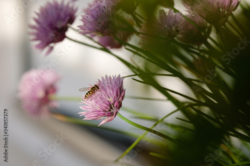Εκτύπωση καμβά Abeille sur fleurs de ciboulette