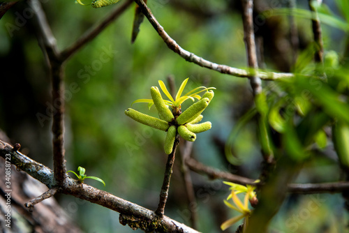 Podocarpus neriifolius in nature forest at Mae Wong National Park,Thailand. photo