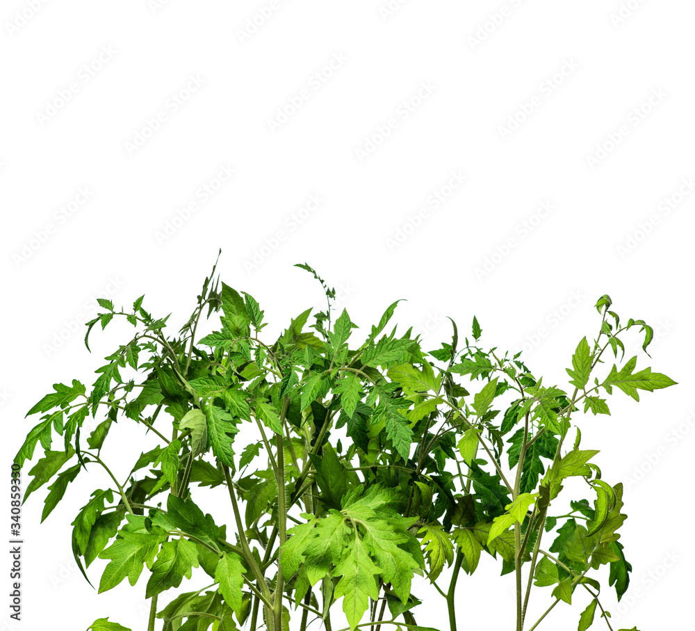 Tomato seedlings on a white background, young tomato sprouts for planting in the greenhouse and in the garden Tomato seedlings on a white background, young tomato sprouts for planting in the greenhouse and in the garden