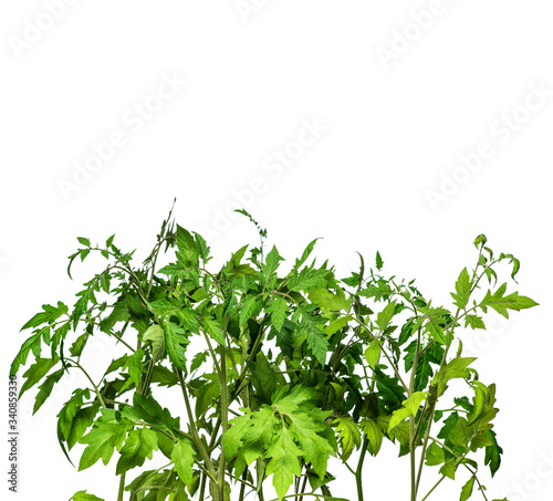 Tomato seedlings on a white background, young tomato sprouts for planting in the greenhouse and in the garden