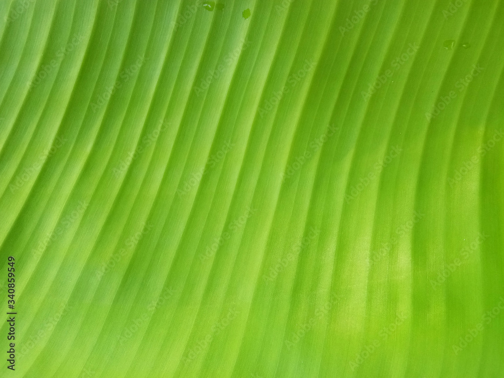 Banana leaf texture background in the green style Banana leaf texture background in the green style