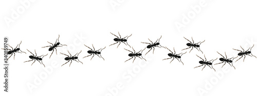 Ants path graphic icon. Black line of worker ants isolated on white background. Vector illustration