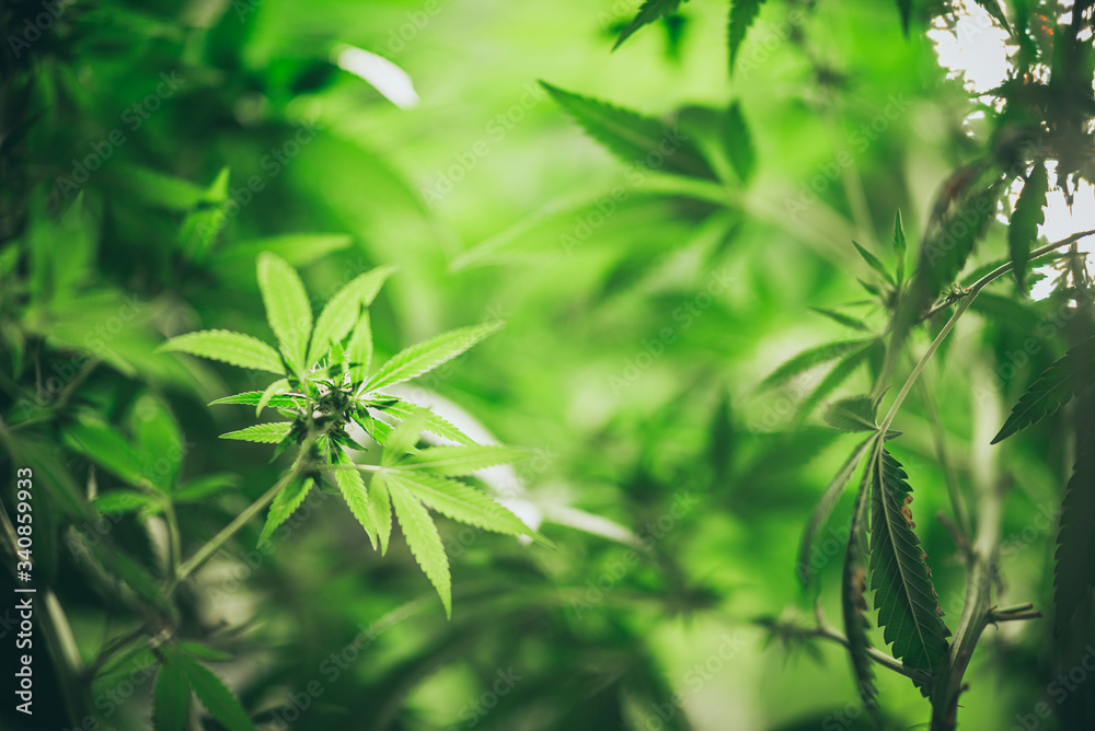 Naklejka premium Growing cannabis indoors, hemp cultivation technique. Growing pot in groutent. Vegetative stage of marijuana growth. Medical marijuana. Background of cannabis leaves. A large amount of marijuana.