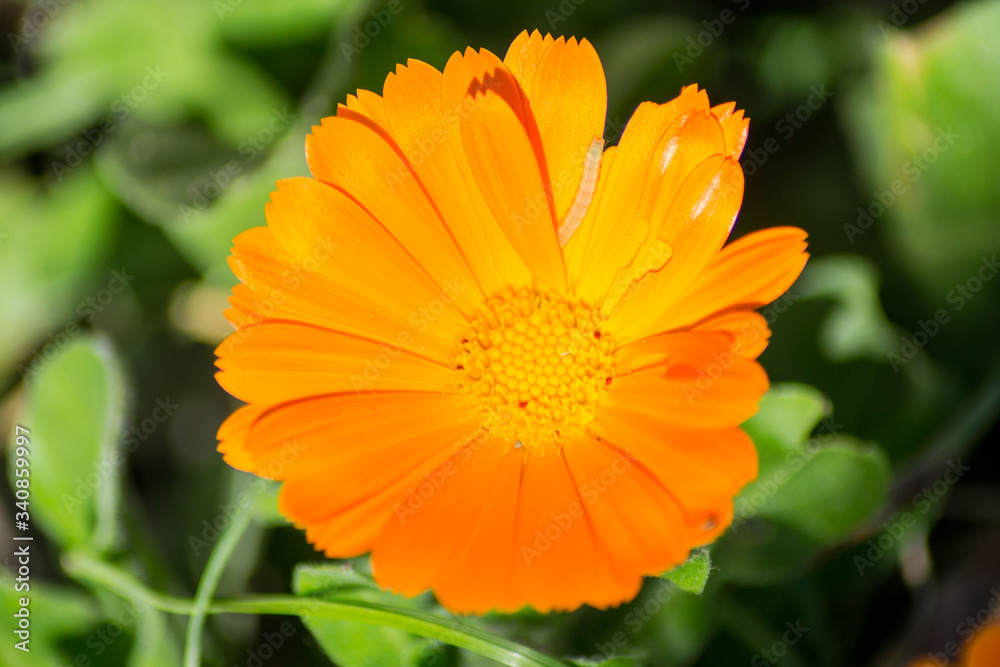 Beautiful bright calendula flower in the garden, wild flower, orange calendula officinalis with caterpillar on the flower head, green leaves background, macro Beautiful bright calendula flower in the garden, wild flower, orange calendula officinalis with caterpillar on the flower head, green leaves background, macro