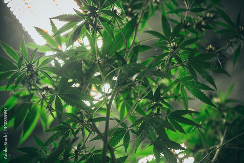 Growing cannabis indoors, hemp cultivation technique. Growing pot in groutent. Vegetative stage of marijuana growth. Medical marijuana. Background of cannabis leaves. A large amount of marijuana. © chokniti