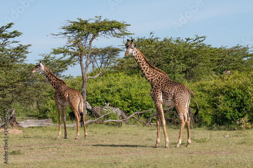 Two giraffes and zebras in the Masai Mara savannah