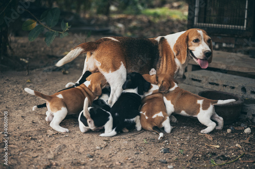 The mother dog is feeding t...