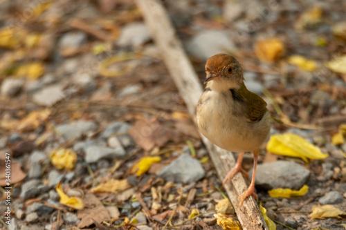 small bird living in the na...