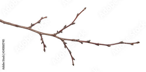 dry apricot tree branches on a white background