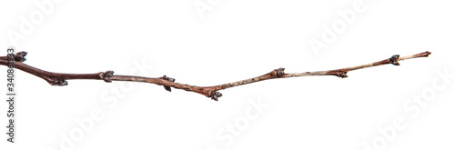 dry apricot tree branches on a white background