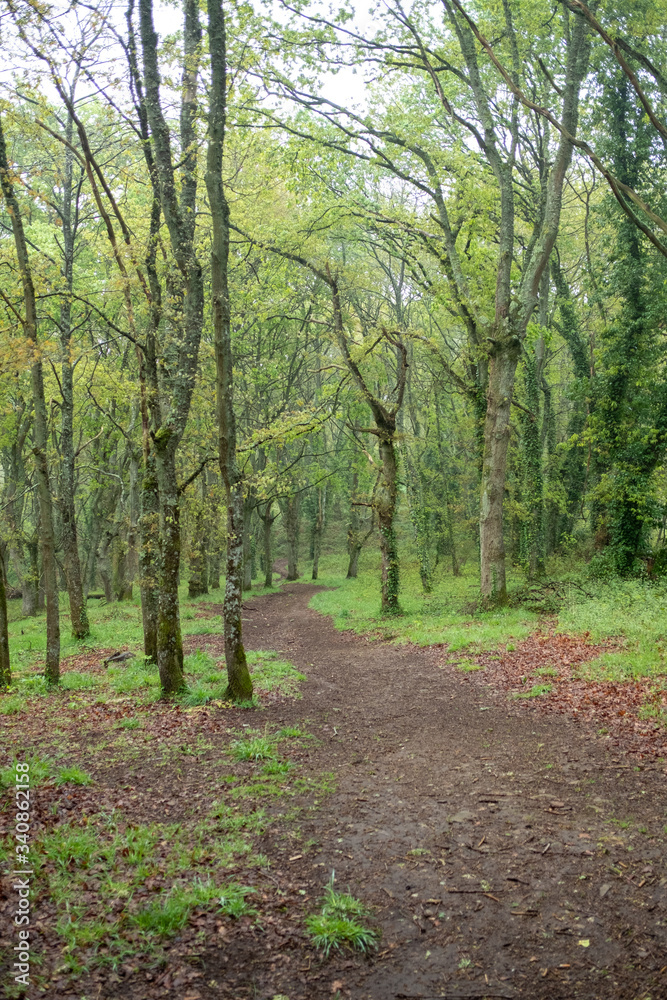 Fototapeta premium a path through an oak forest 