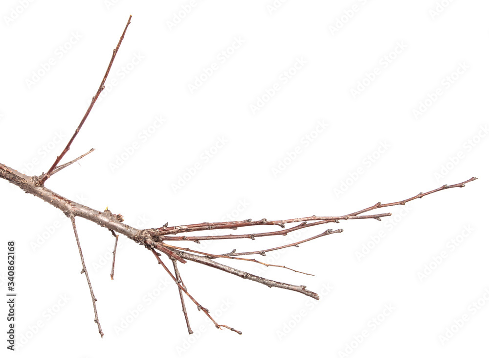 dry apricot tree branches on a white background dry apricot tree branches on a white background