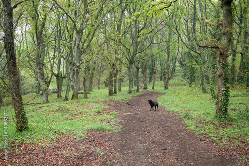 black dog path through an oak forest  
