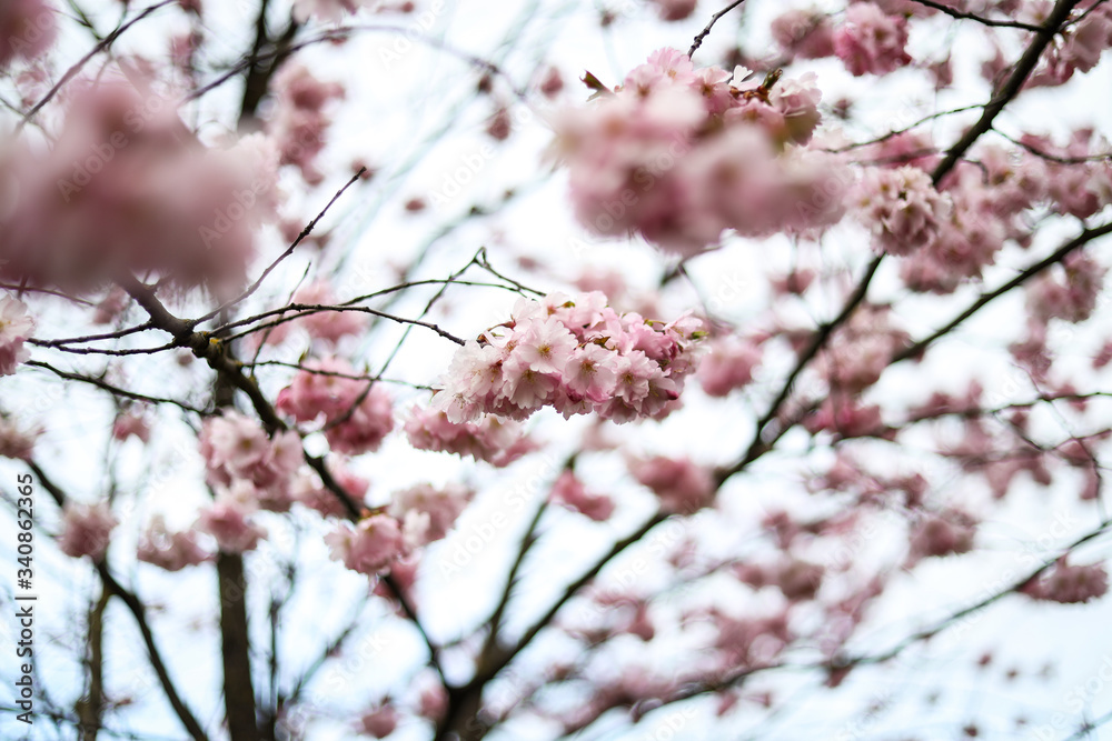 Beautiful close-up bokeh view of beautiful pink sakura branch in early spring cloudy day. Beautiful close-up bokeh view of beautiful pink sakura branch in early spring cloudy day.
