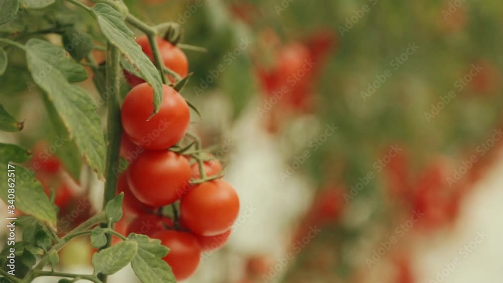 Cherry tomatoes on the vine. Shift focus shot. Handheld.