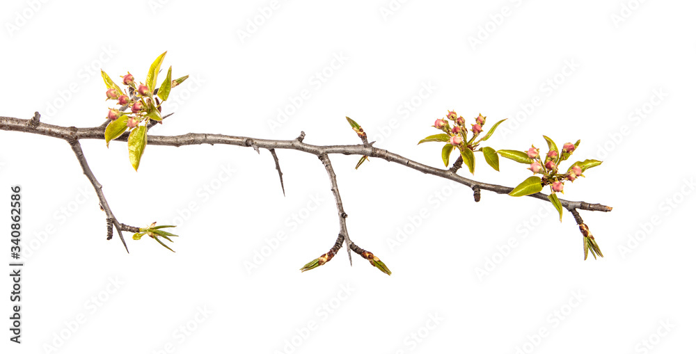 Part of a pear tree branch with blooming flowers. on a white background