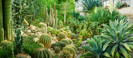 Gordijnen Cactus Panorama cactussen in botanische tuin  © An-T