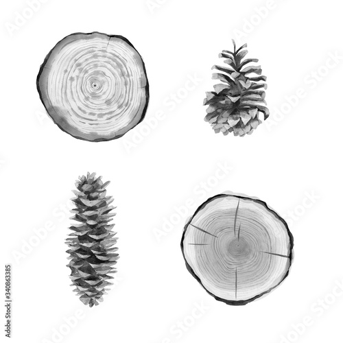 Pine cones and wood slices. Monochrome tree cuts. Watercolour forest details on white bacground.