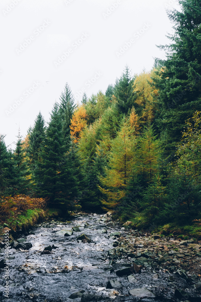Fall in the forest Fall in the forest