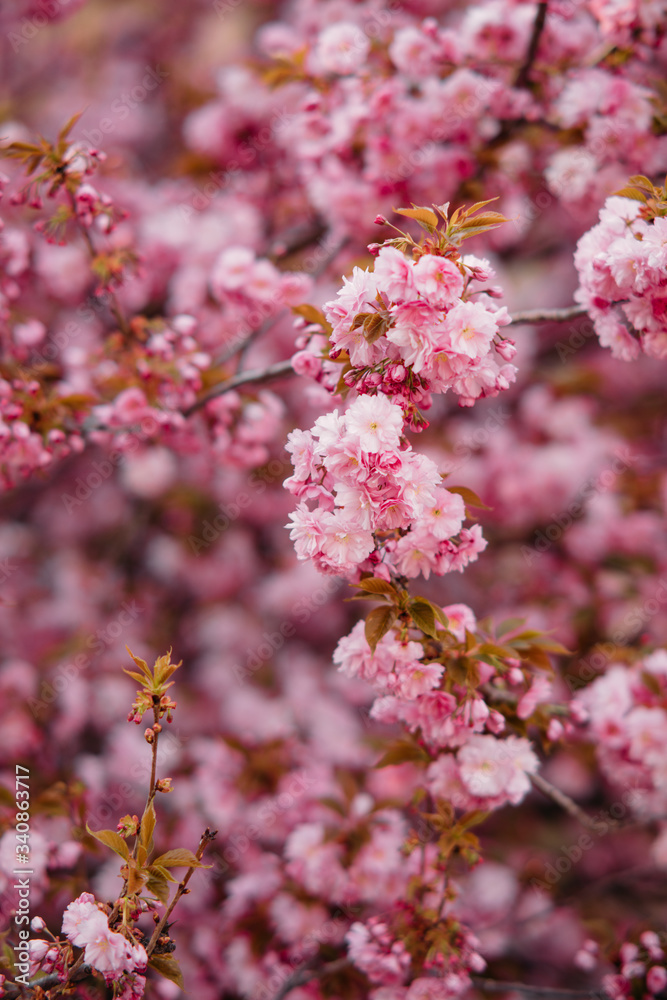 Blooming branches of sakura for background or wallpapers. Blooming branches of sakura for background or wallpapers.
