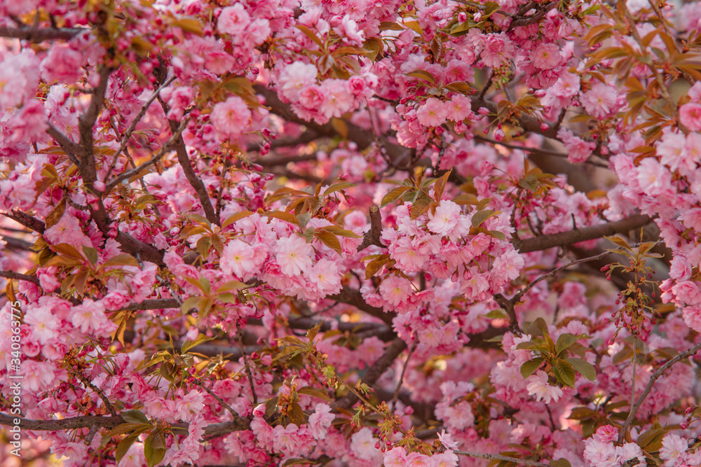 Blooming branches of sakura for background or wallpapers. Blooming branches of sakura for background or wallpapers.
