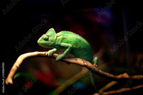 chameleon on a branch © Ольга Будрина