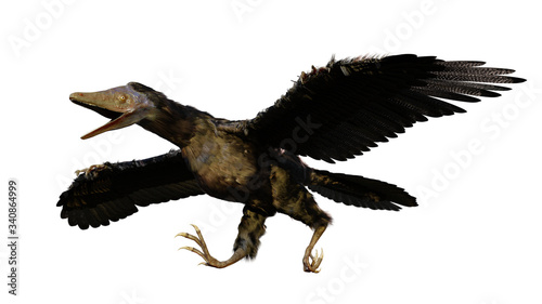 Archaeopteryx, species that is transitional between non-avian dinosaurs and modern birds from the Late Jurassic period isolated on white background photo