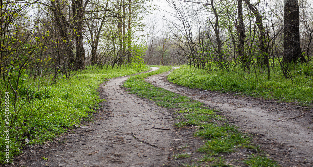 Winding road in the forest