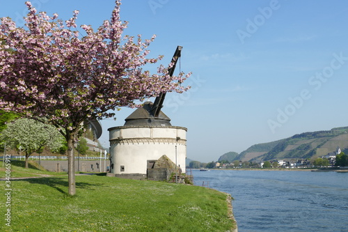 Alter Krahnen mit blühendem rosa Zierkirschenbaum und Landschaft in Andernach am Rhein photo