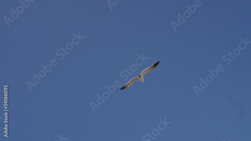 푸른 하늘 아래에서 자유롭게 날고있는 갈매기