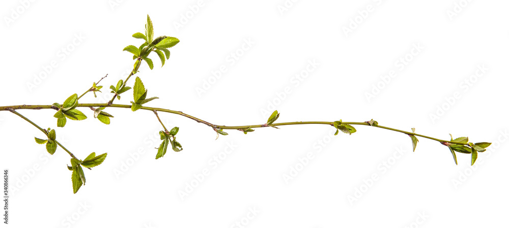 Cherry plum branch with young leaves. isolated on white background Cherry plum branch with young leaves. isolated on white background