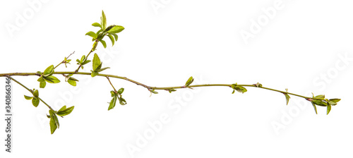 Cherry plum branch with young leaves. isolated on white background