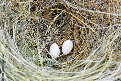 Two tiny white bird's eggs in a nest of yellow grass on a white background.