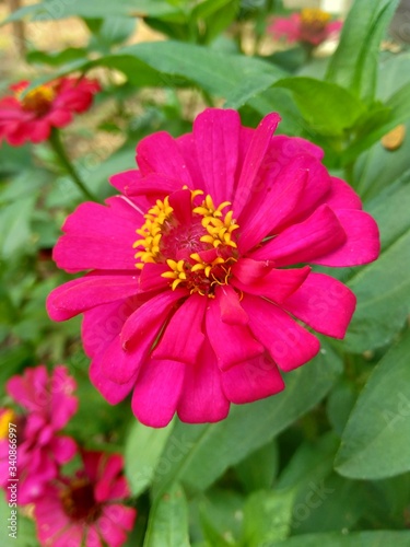 Zinnia elegans (youth and age, common zinnia, elegant zinnia) flower with natural background © Mang Kelin
