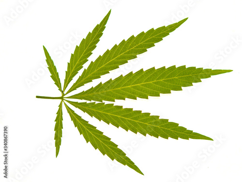 close-up of a cannabis leaf on a white background