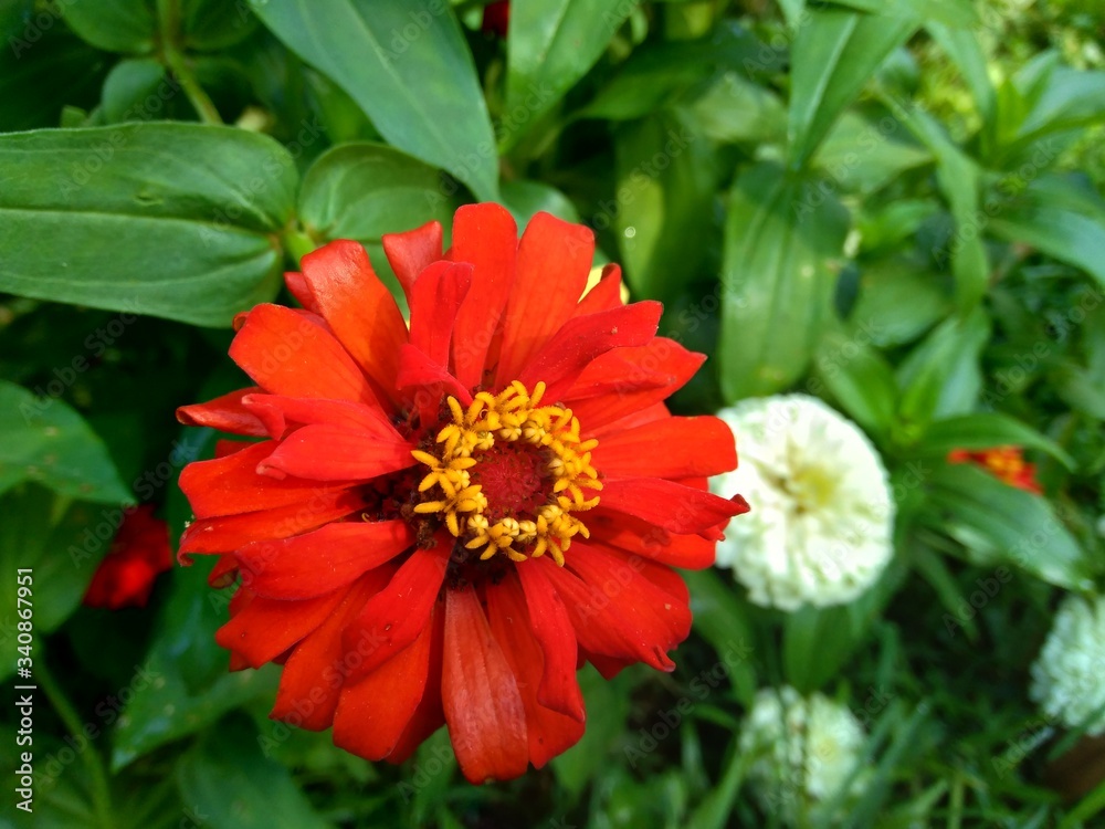Zinnia elegans (youth and age, common zinnia, elegant zinnia) flower with natural background Zinnia elegans (youth and age, common zinnia, elegant zinnia) flower with natural background