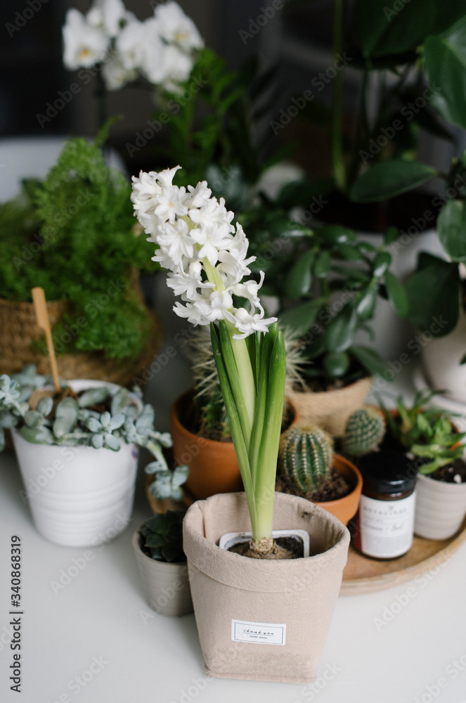 Green plants and flowers on the table
Green plants and flowers on the table