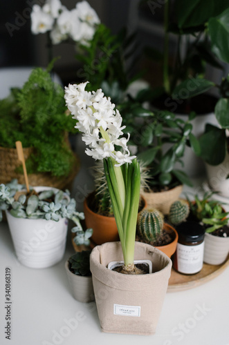 Wallpaper Mural Green plants and flowers on the table
 Torontodigital.ca