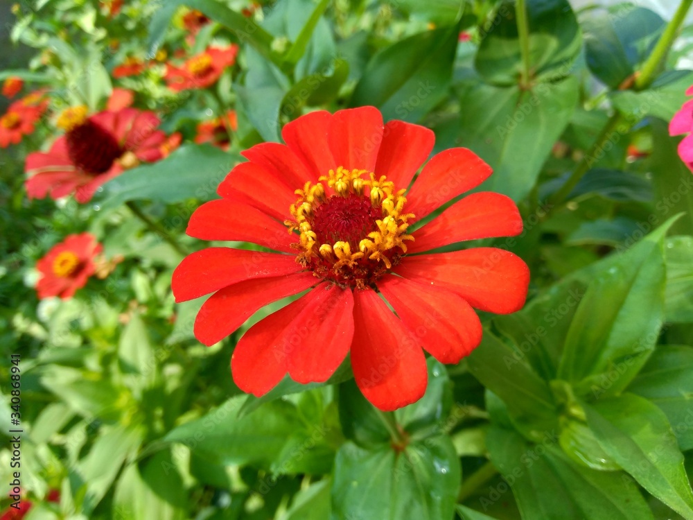 Zinnia elegans (youth and age, common zinnia, elegant zinnia) flower with natural background Zinnia elegans (youth and age, common zinnia, elegant zinnia) flower with natural background