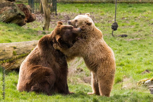 Zwei Braunbären spielen zusammen