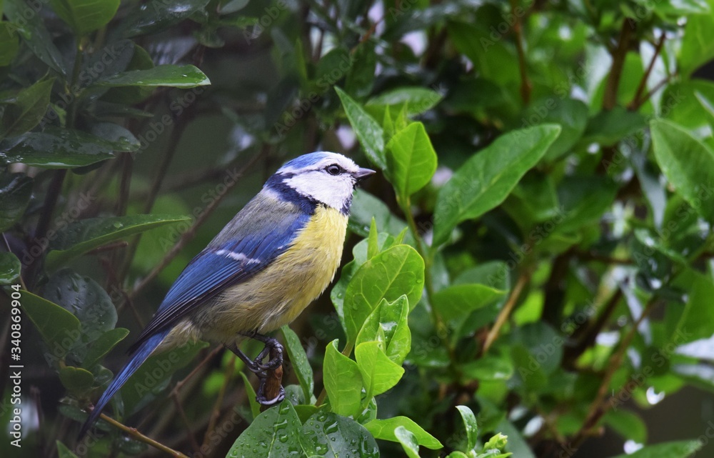 mésange bleue mésange bleue
