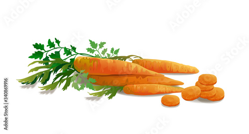 Bunch of carrots isolated on white. Vector illustration.